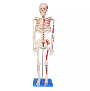 Esqueleto Humano Articulado 85 Cm Com Inserções Musculares