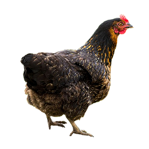 OVOS DE CAIPIRA MELHORADO