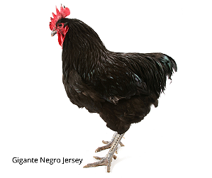 OVOS GIGANTE NEGRO JERSEY
