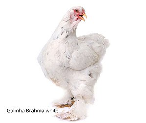 OVOS GALADOS BRAHMA WHITE