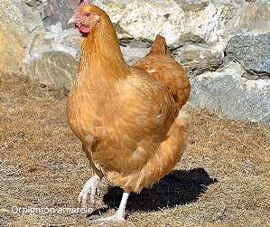 OVOS GALINHA ORPINGTON ANARELA