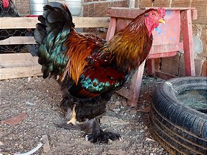 OVOS GALADOS BRAHMA PERDIZ