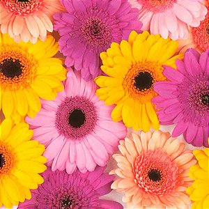 Guardanapo Decoupage Gerberas Coloridas 33x33cm com 20 Unidades