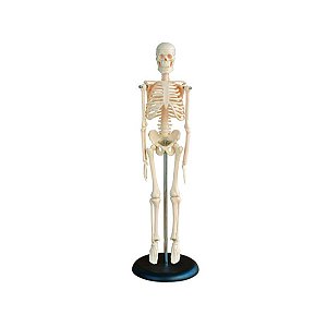 Mini Esqueleto Humano 42cm Com Base