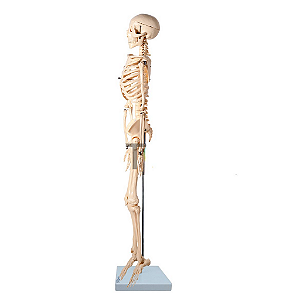 Esqueleto em Resina 85 cm Articulado Com Haste Anatomic