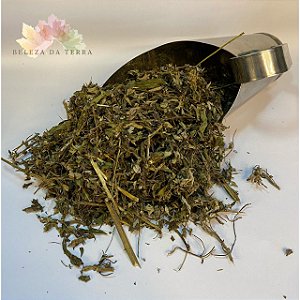 Artemisia folha - BELEZA DA TERRA