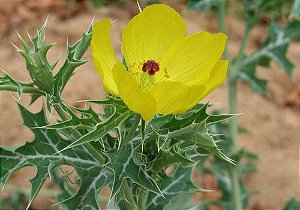 Cardo Santo em Pó - BELEZA DA TERRA