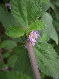 Erva Cidreira em Pó (Lippia Alba M) - BELEZA DA TERRA