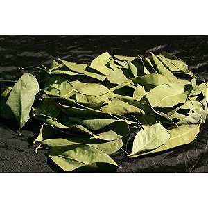 Jaborandi folhas - BELEZA DA TERRA