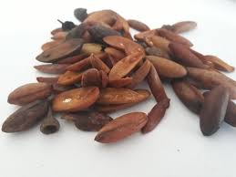 Pixurim semente - BELEZA DA TERRA