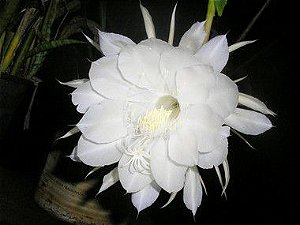 Flor da noite em Pó - BELEZA DA TERRA