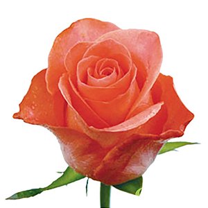 Rosas Laranja - Pacote com 20 unidades - Escolha o tamanho abaixo: