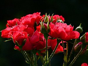 ESSÊNCIA  ROSAS VERMELHAS 100ML