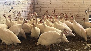 Angola Branca  - Ovo Galado