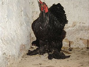 Cochinchina Negra - Ovo Galado