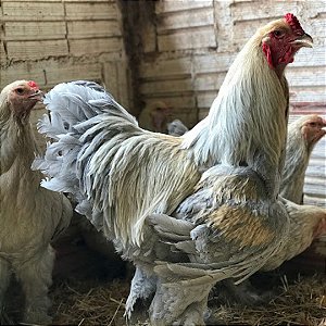Brahma Isabella - Ovo Galado