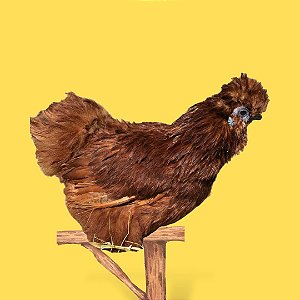 Sedosa Vermelha - Ovo Galado