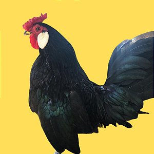 Rosecomb - Ovo Galado
