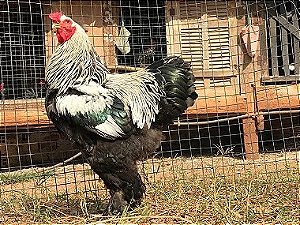 Brahma, Ovos Galados - Kit 1 Dúzia