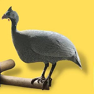 Galinha Da Angola Lavanda, Ovos Galados - 1 Dúzia