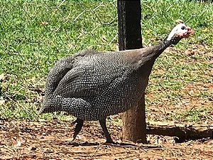 Galinha Da Angola Francesa, Ovos Galados - 1 Dúzia