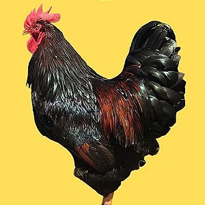 Barnevelder Dourada, Ovos Galados - 1 Dúzia