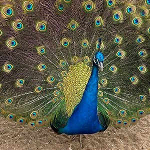 Ovos Galados de Pavão Azul