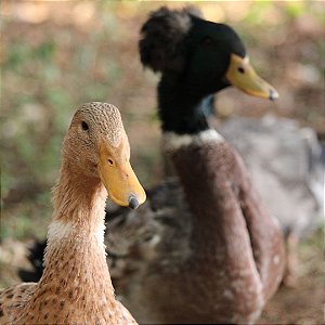 Ovos Férteis De Marreco Cores Variadas 1 Duzia