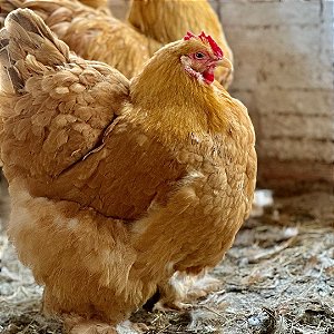 Ovos Galados De Cochinchina Amarela - Pronto Para Chocar