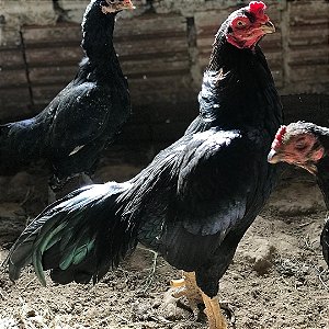 Ovos Férteis de Tuso para Chocar