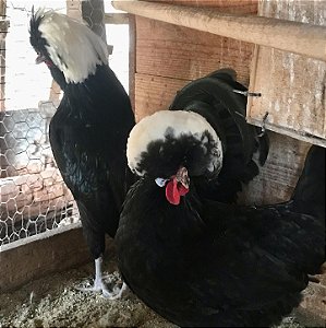 Ovos Férteis de Polonesa Preta de Topete Branco para Incubação