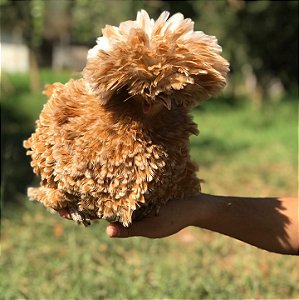 Ovos Férteis de Polonesa Frise Camurça para Incubação
