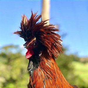 Ovos Férteis de Polonesa Frise para Incubação