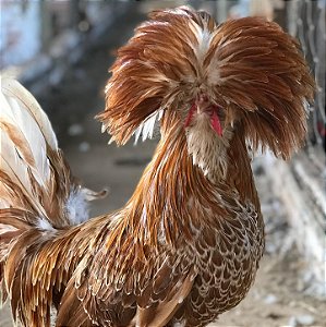 Ovos Férteis de Polonesa Camurça para Incubação