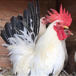 Ovos De Nagazaki Columbia - Pronto Para Chocar