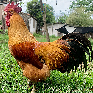 Ovos De New Hampshire - Pronto Para Chocar