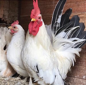 Ovos De Nagazak - Pronto Para Chocar