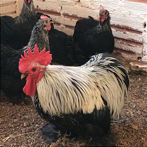 Ovos de Mini Cochinchina Birchen Galados para Incubação