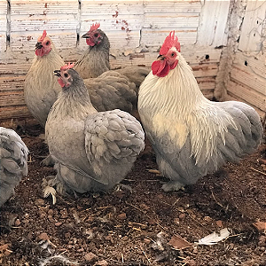 Ovos de Mini Cochinchina Lavanda Galados para Incubação