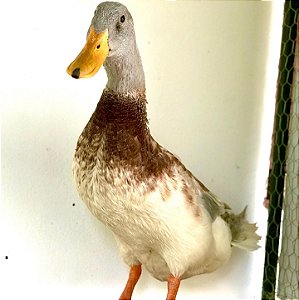 Ovos de Marreco Saxony Galados para Incubação