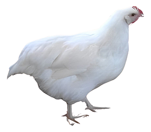 Sussex Branca Ovos Galados