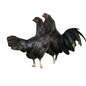 Ovos Galados de Sumatra Toda Preta
