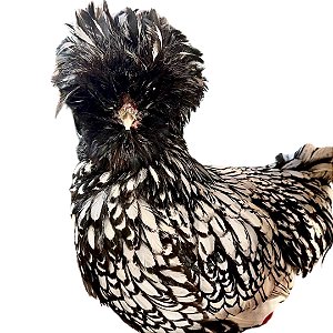 Ovos Galados de Polonesa Prata Laceada