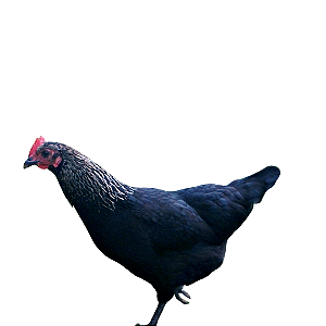 Ovos Galados de Norfolk Gray
