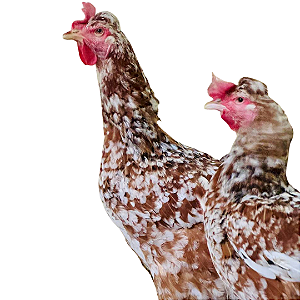 Ovos Galados de GSB Sertaneja Balão