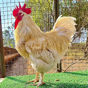 Ovos Férteis de Poedeira Anma - 330 Ovos por Ano