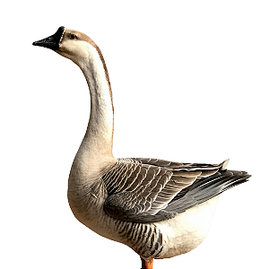 Ovos Galados de Ganso Chinês Pardo