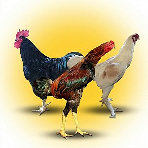 Kit Ovos Galados Raças Gigantes