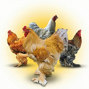 Combo Ovos Galados - Brahma Exótica