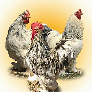 Combo Ovos Galados - Botas de Plumas